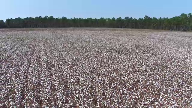 天线:在美丽的农业棉花田上空飞行视频素材