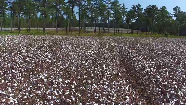天线:自然界中美丽的农业棉花田视频素材