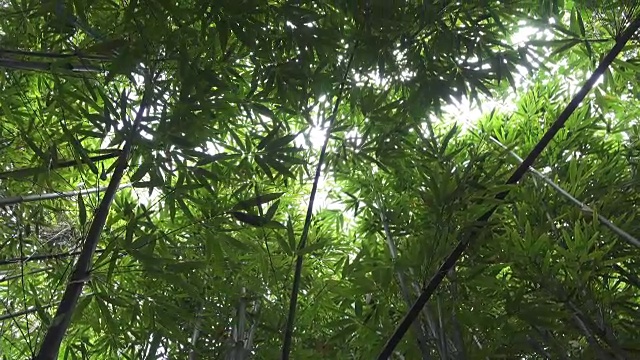 近距离观察:热带岛屿上郁郁葱葱的竹林视频素材