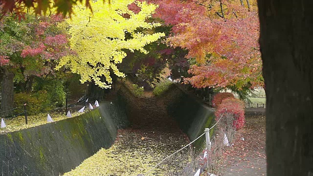 日本红黄枫树，银杏叶在秋天飘落视频下载