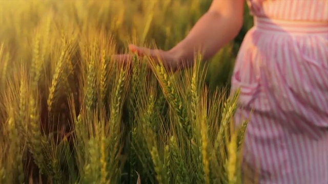 自由概念复古女人触摸小麦慢动作视频下载
