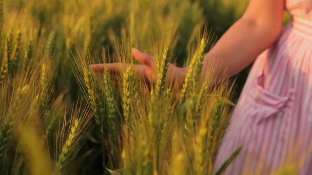 年轻女子爱抚小麦近距离自由概念视频下载