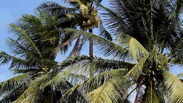 椰子树在蓝天中轻轻摇曳视频素材
