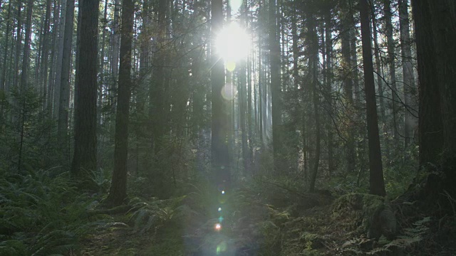 太平洋西北森林阳光摄影视频素材