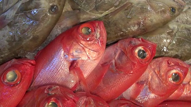 市场上新鲜捕获的海鱼视频下载