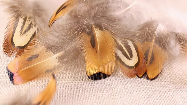 五彩缤纷的羽毛。视频素材