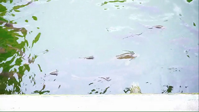 池塘里的鱼视频素材