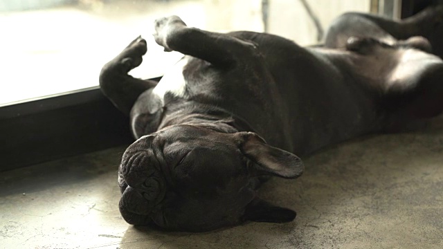 4k黑色法国斗牛犬在地板上睡觉。视频下载