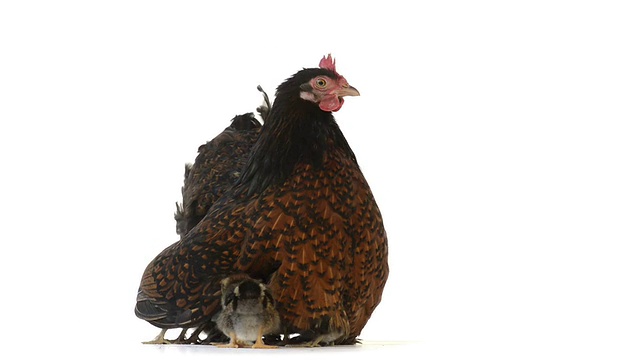 母鸡保护她的小鸡视频下载