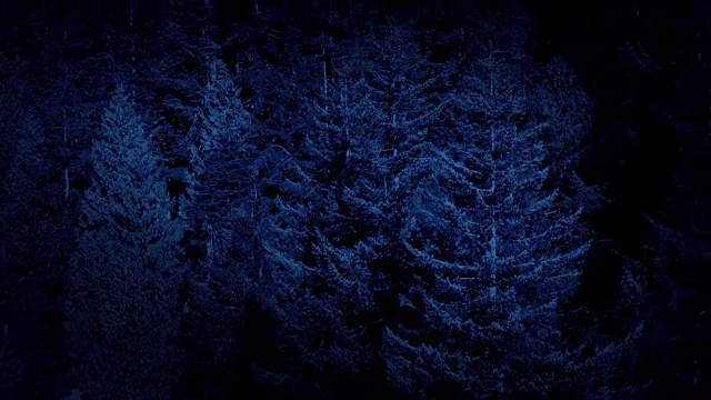 在高大的森林树木上空的夜空视频素材