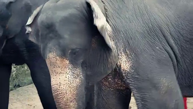 大象为游客跳舞视频素材