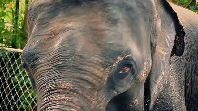 动物园里拴着的大象视频素材