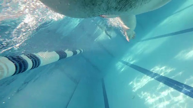 自由式:一个运动员在游泳池里游泳视频下载