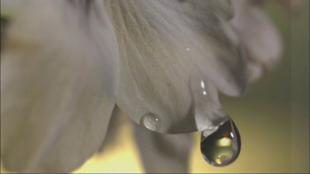 水滴落在樱花上，滚下花瓣视频下载