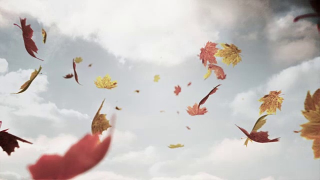 秋叶落在镜头上视频素材