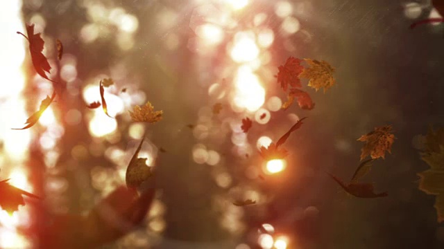 秋叶飘落在镜头上视频素材