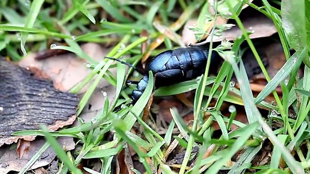 美丽的大黑甲虫在野外视频素材