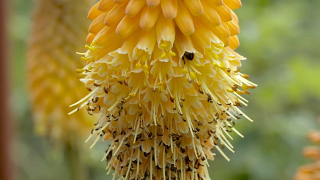 蜜蜂在花萼里寻找花粉视频下载