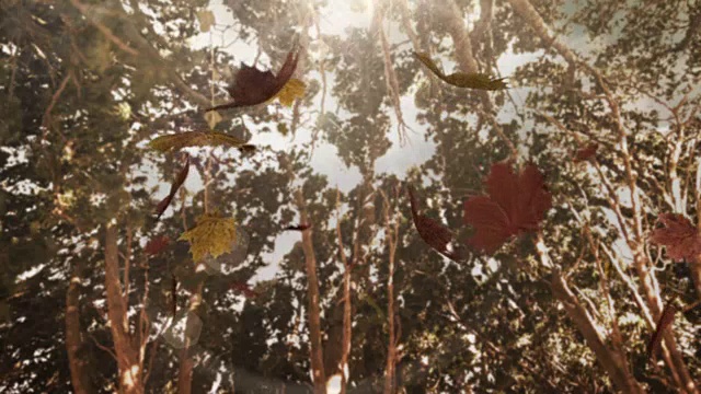 秋叶飘落在镜头上视频素材