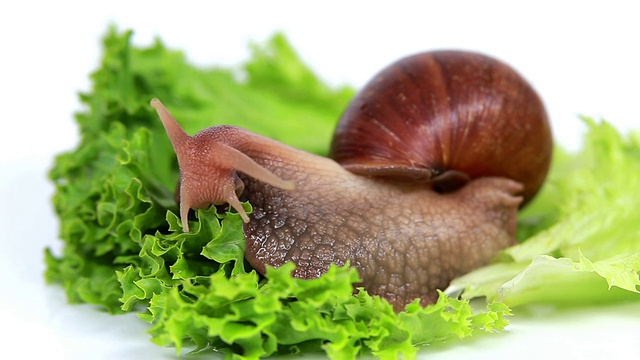 勃艮第蜗牛在吃莴苣叶视频素材