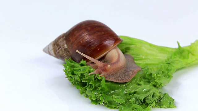 勃艮第蜗牛在吃莴苣叶视频素材