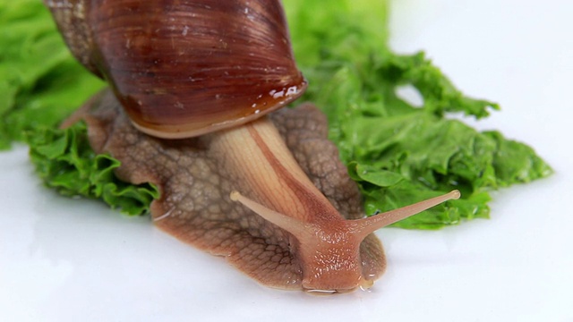 勃艮第蜗牛在吃莴苣叶视频下载