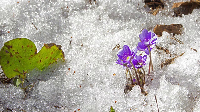 融化的雪和春天的花，时光流逝视频素材