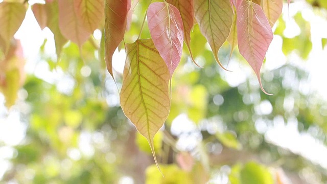 绿色树叶的高清镜头视频素材