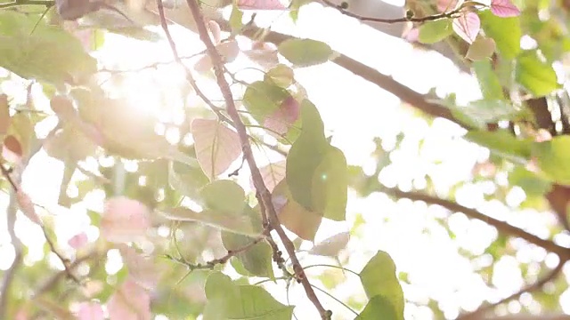 绿色树叶的高清镜头视频素材