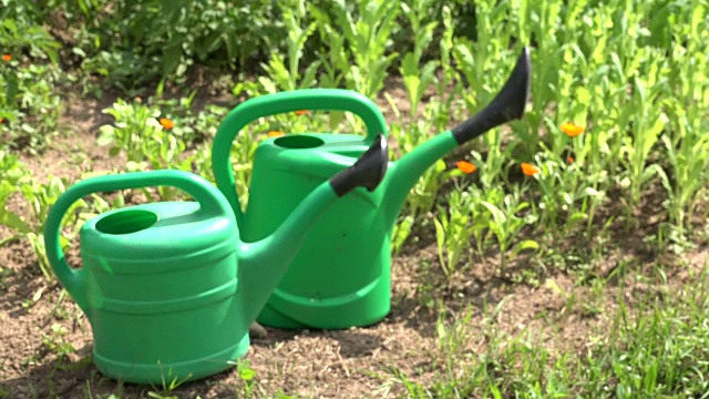 浇罐在夏季农场花园的花坛与万寿菊视频下载