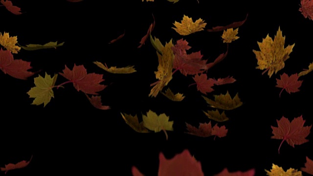 叶子落了视频素材