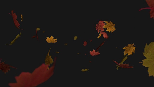 树叶落在相机上视频素材