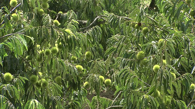 平底锅正对着树枝上绿色的栗子果实视频下载