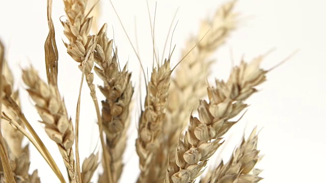 成熟的小麦穗上呈白色，贴近，轮转视频下载
