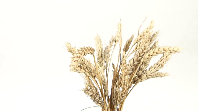 成熟的小麦穗上呈白色，轮作视频素材