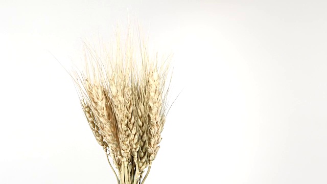 成熟的小麦穗呈白色，轮作视频素材