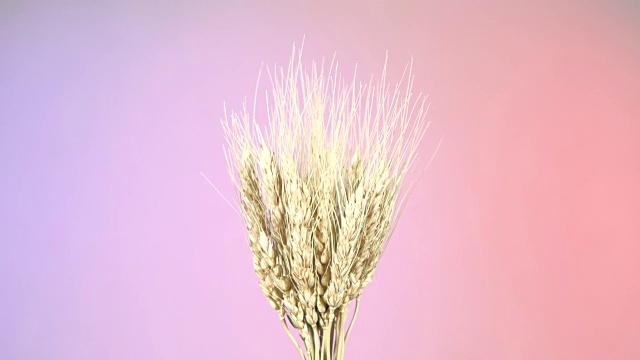 成熟的干小麦穗上呈紫色和红色，轮作视频素材