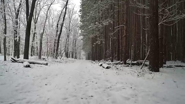 沿着松林边的雪道走着。浪人稳定。视频素材