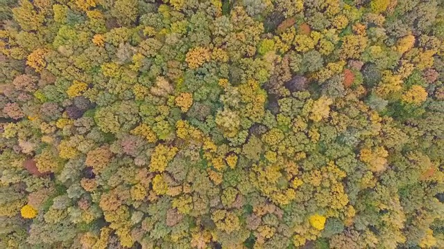 森林里的树木在秋天变换颜色视频素材