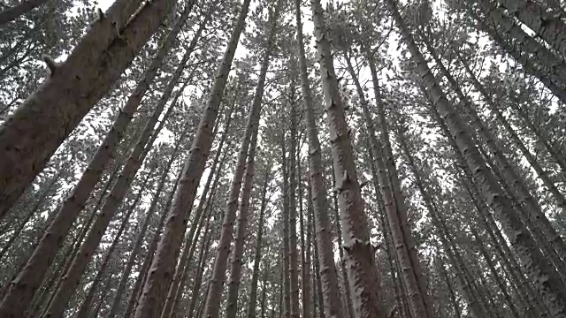 在高大的松林中，新鲜的雪从树上落下视频素材