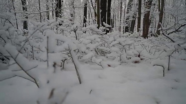 低角度的美丽的被雪覆盖的植物在森林边缘视频素材