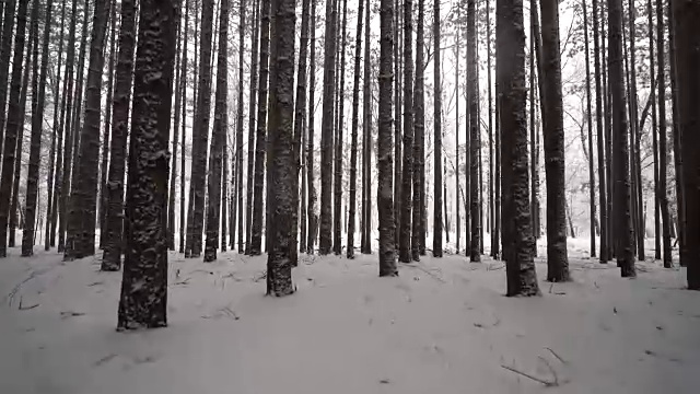 低角度电影移动通过新鲜的雪在森林高大的松树视频素材