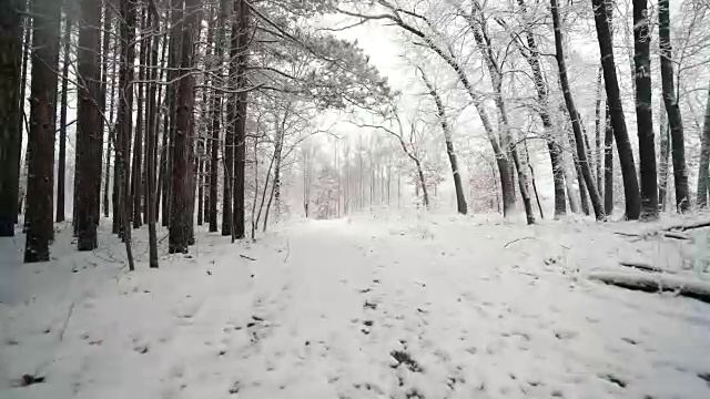 沿着高大的松林，在新雪中行走。浪人稳定拍摄视频素材