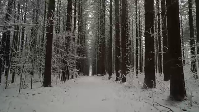 冬季，当摄像机沿着小路移动时，一长串对称的松树视频素材