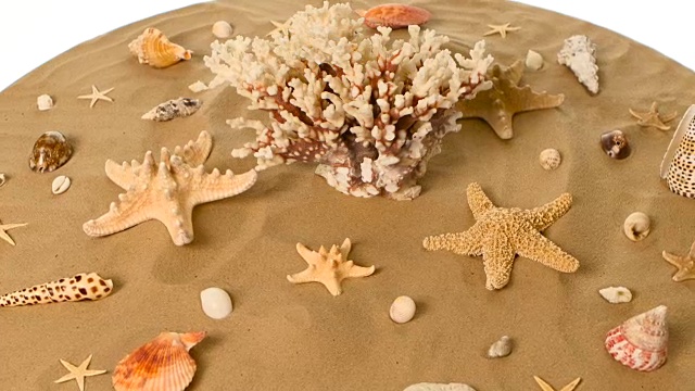 美丽的贝壳在沙滩上，白色的，旋转着视频下载