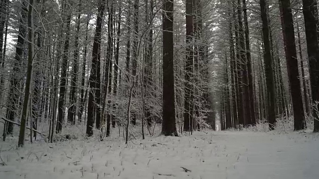 美丽的森林挺拔的松树在冬天像新鲜的雪落下视频素材