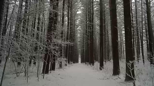 冬季，镜头沿着高大挺拔的松树之间的小径移动视频素材