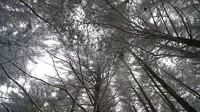 在森林里美丽的雪天里，用平底锅翻拍被雪覆盖的树枝视频素材