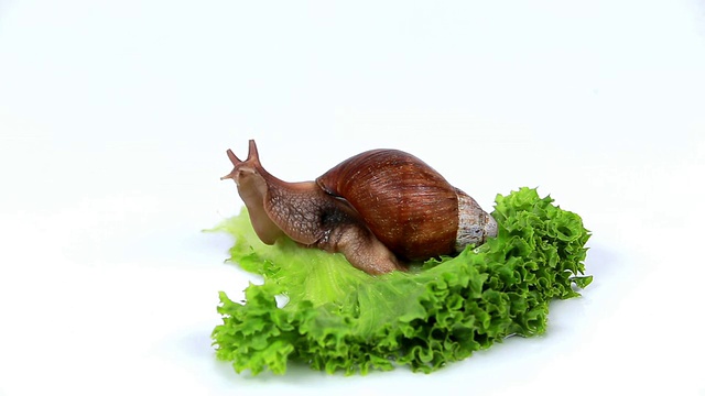 勃艮第蜗牛在吃莴苣叶视频下载