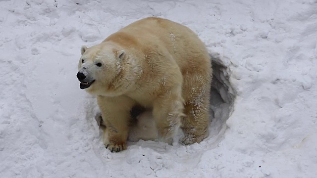 北极熊一家挖了一个洞穴。快乐的小熊幼崽和妈妈一起玩。视频素材